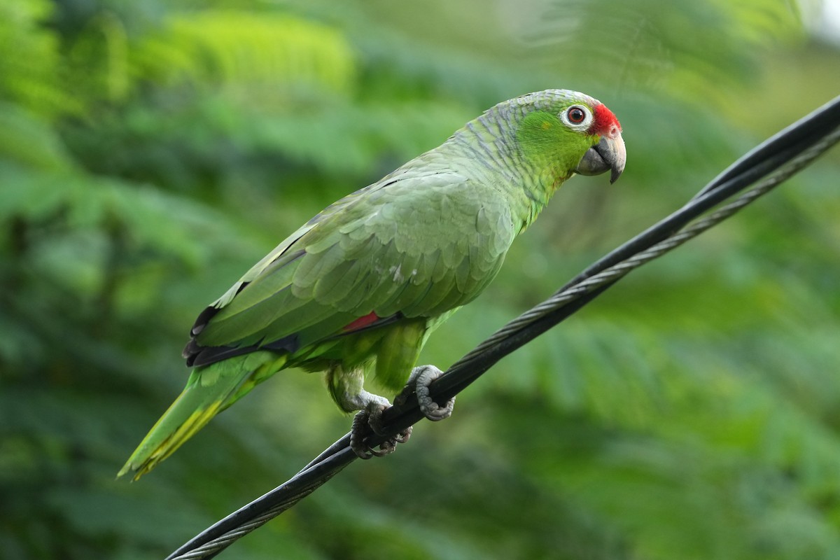 Red-lored Amazon - ML657843463