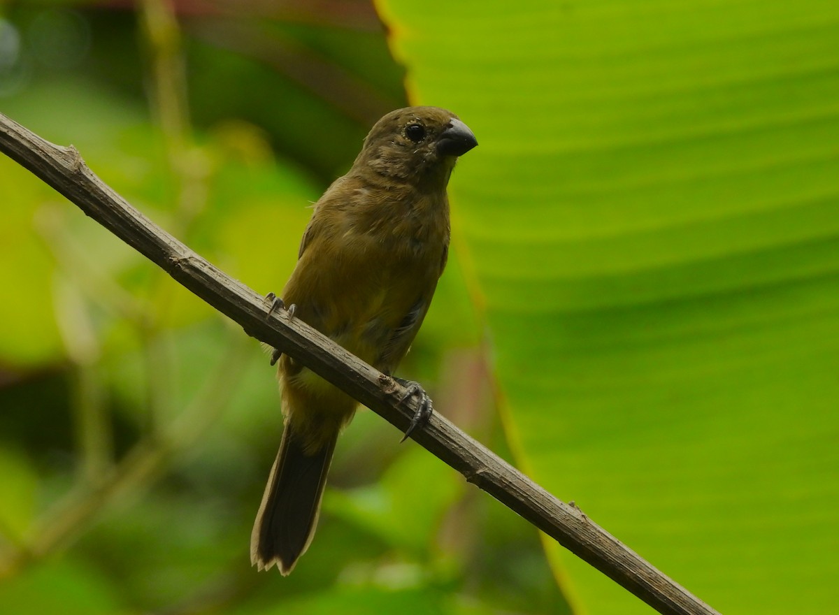Wing-barred Seedeater - ML657843875