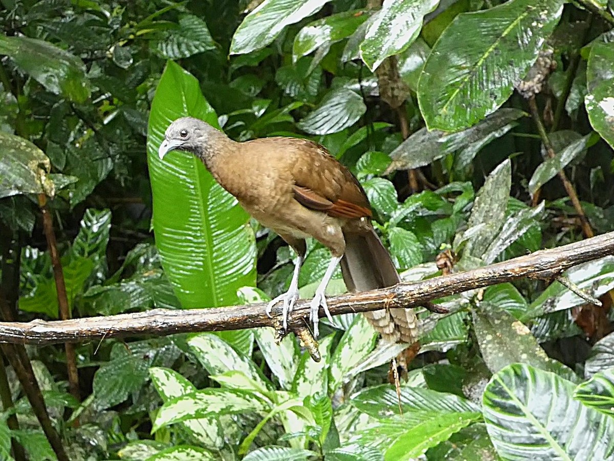 Gray-headed Chachalaca - ML657844562