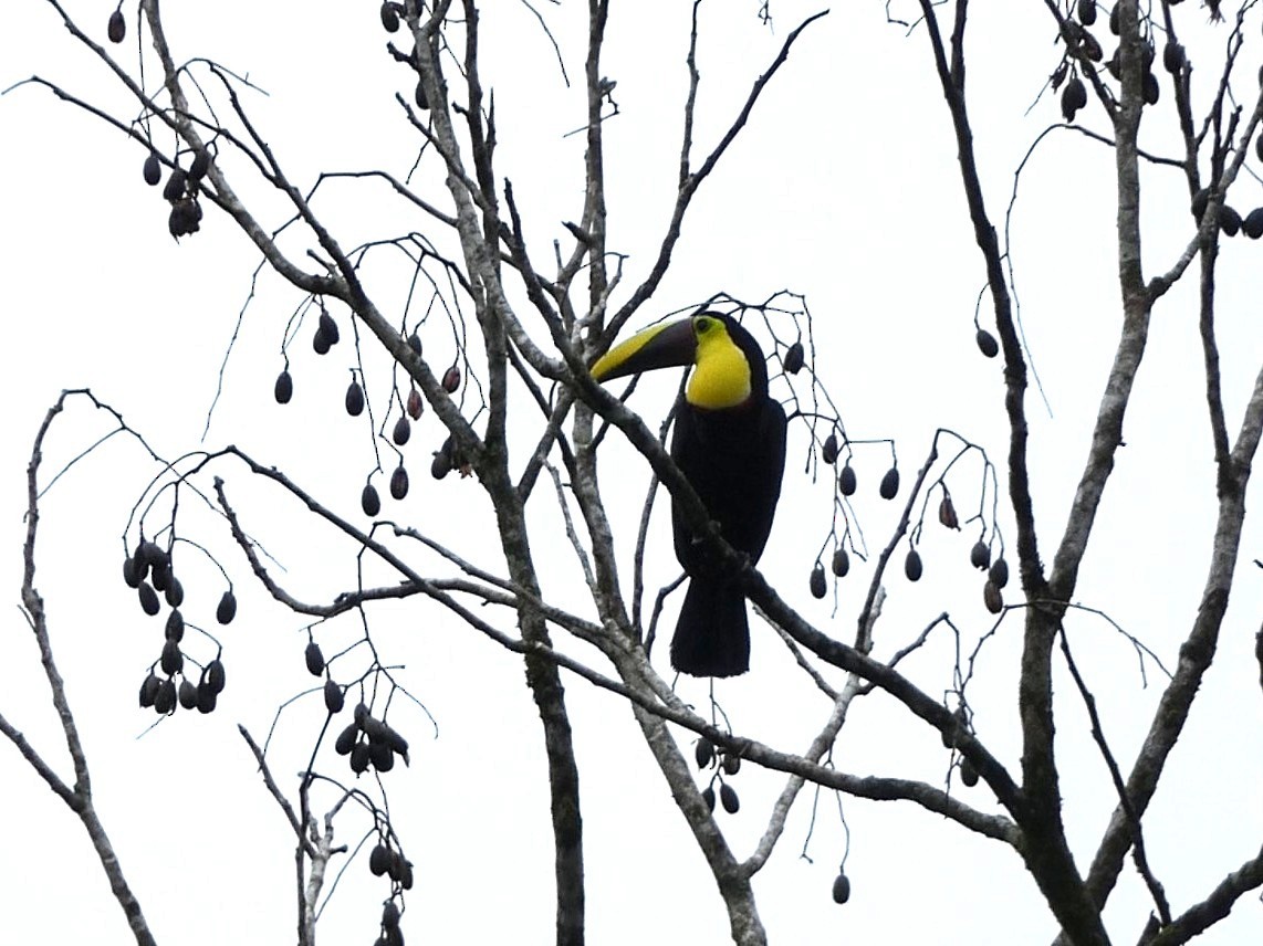 Yellow-throated Toucan - ML657844609