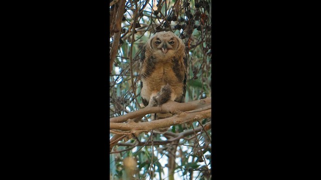 Great Horned Owl - ML657844663