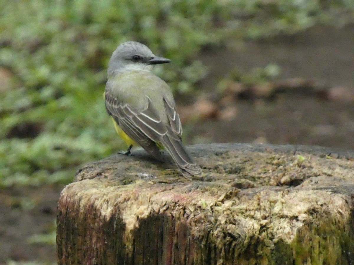 Tropical Kingbird - ML657844976