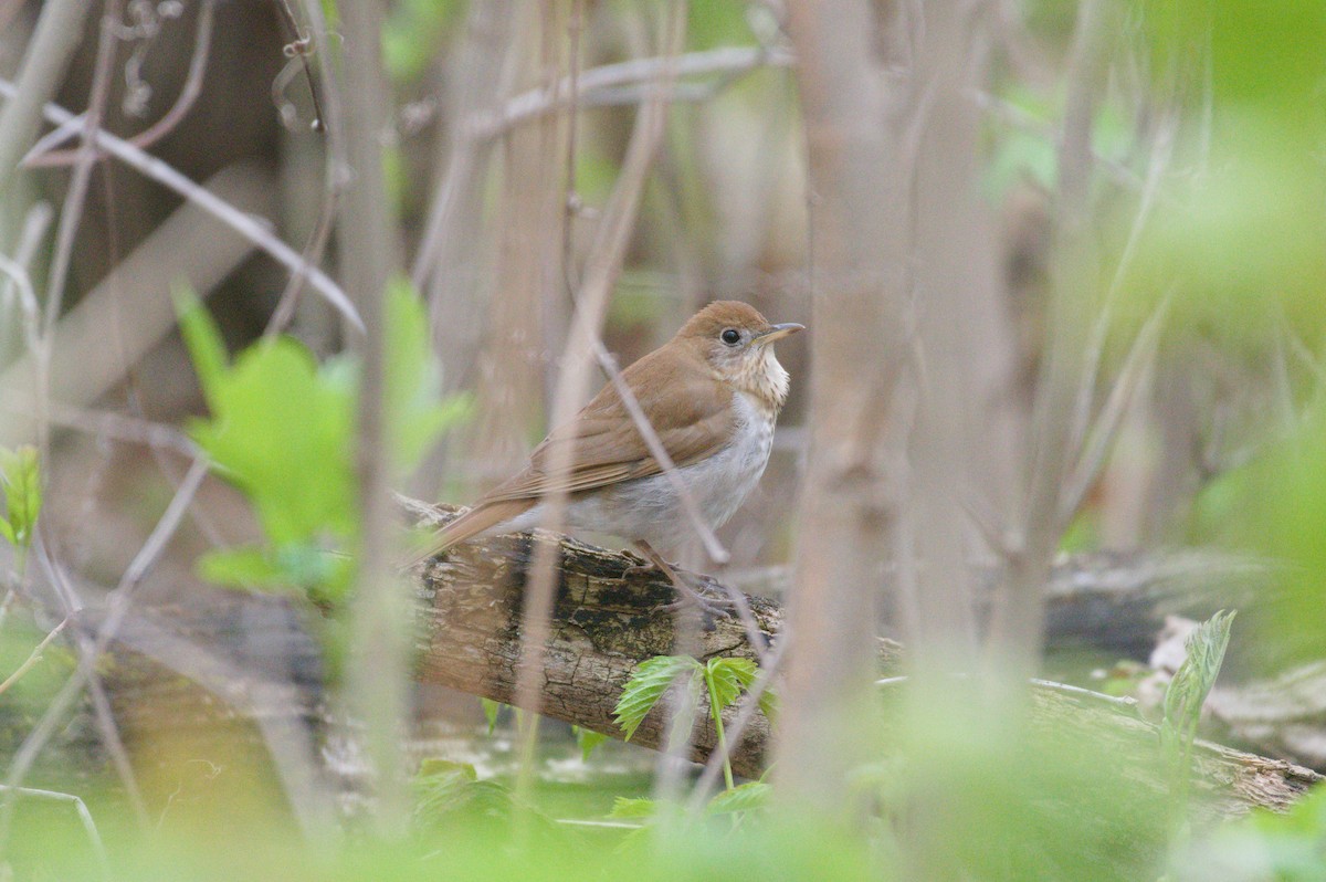 Veery - ML657845201