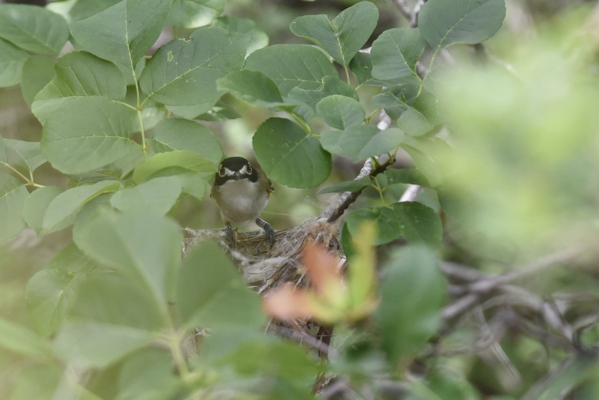 Vireo Cabecinegro - ML657845794
