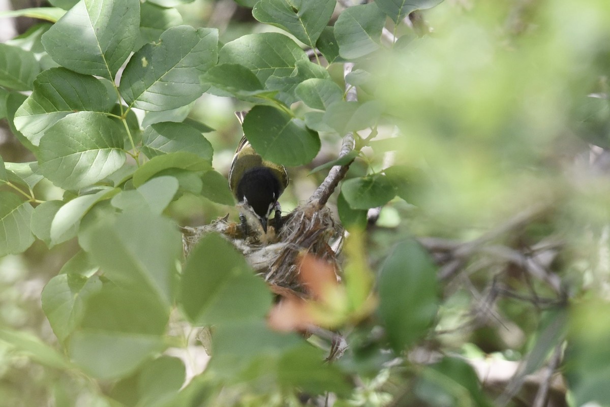 Vireo Cabecinegro - ML657845795