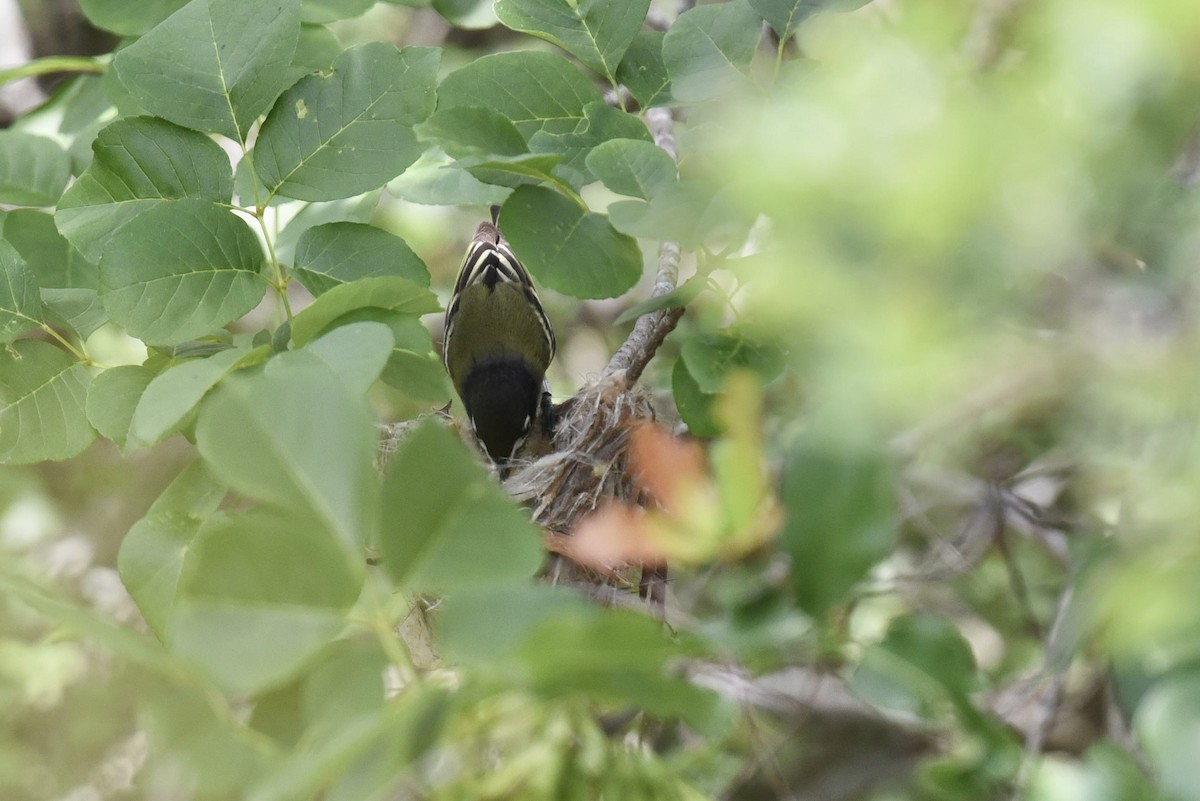 Vireo Cabecinegro - ML657845796