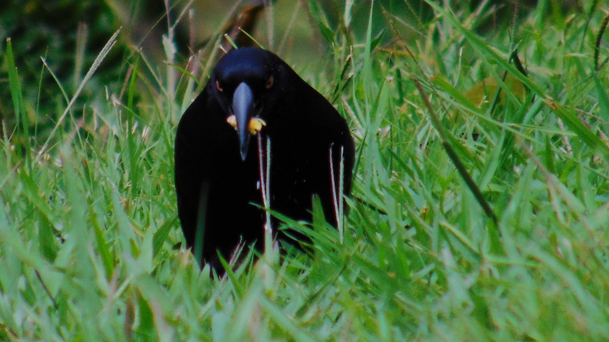 Giant Cowbird - ML657846597
