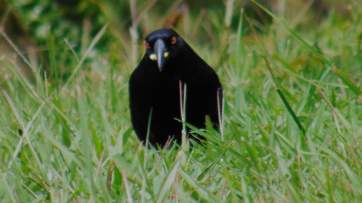 Giant Cowbird - ML657846609