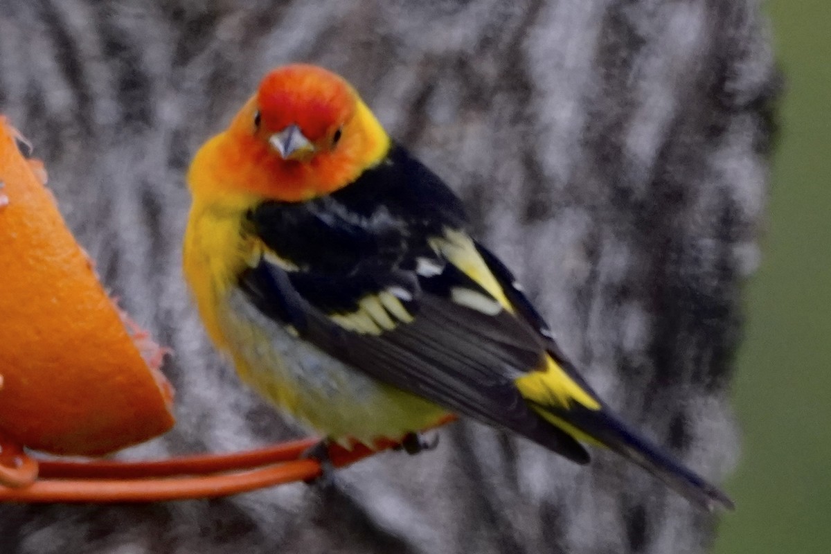 Western Tanager - ML657846835