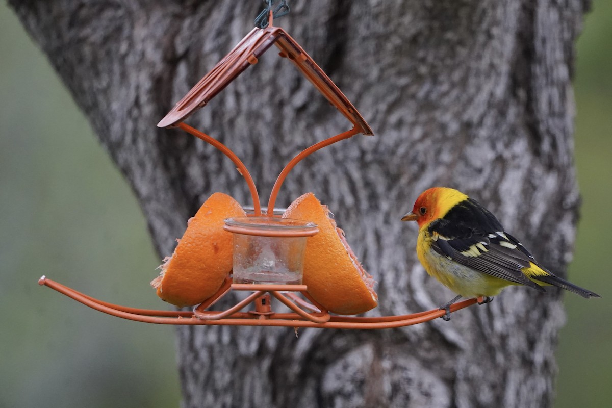 Western Tanager - ML657846836