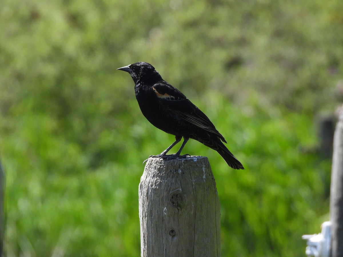 Red-winged Blackbird - ML657846937
