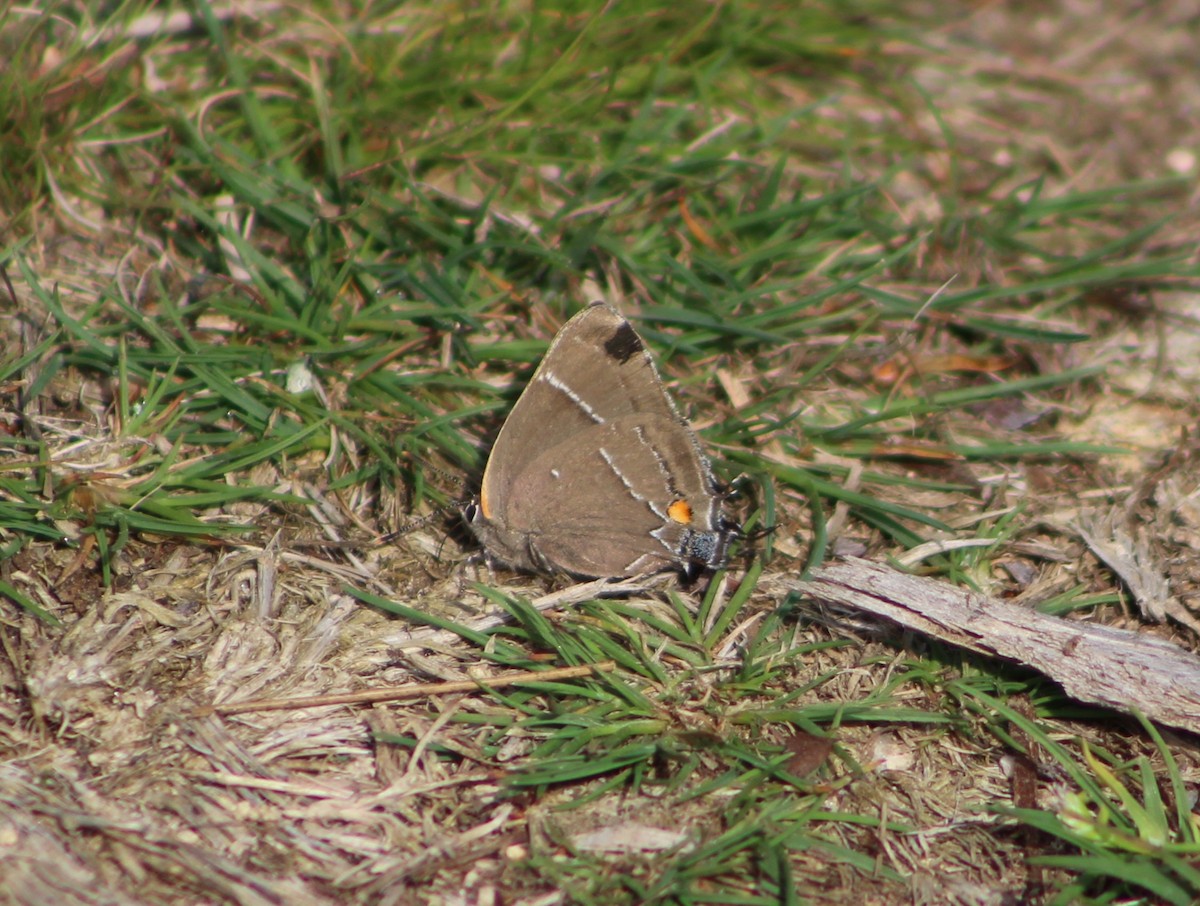 White M Hairstreak - ML657846997