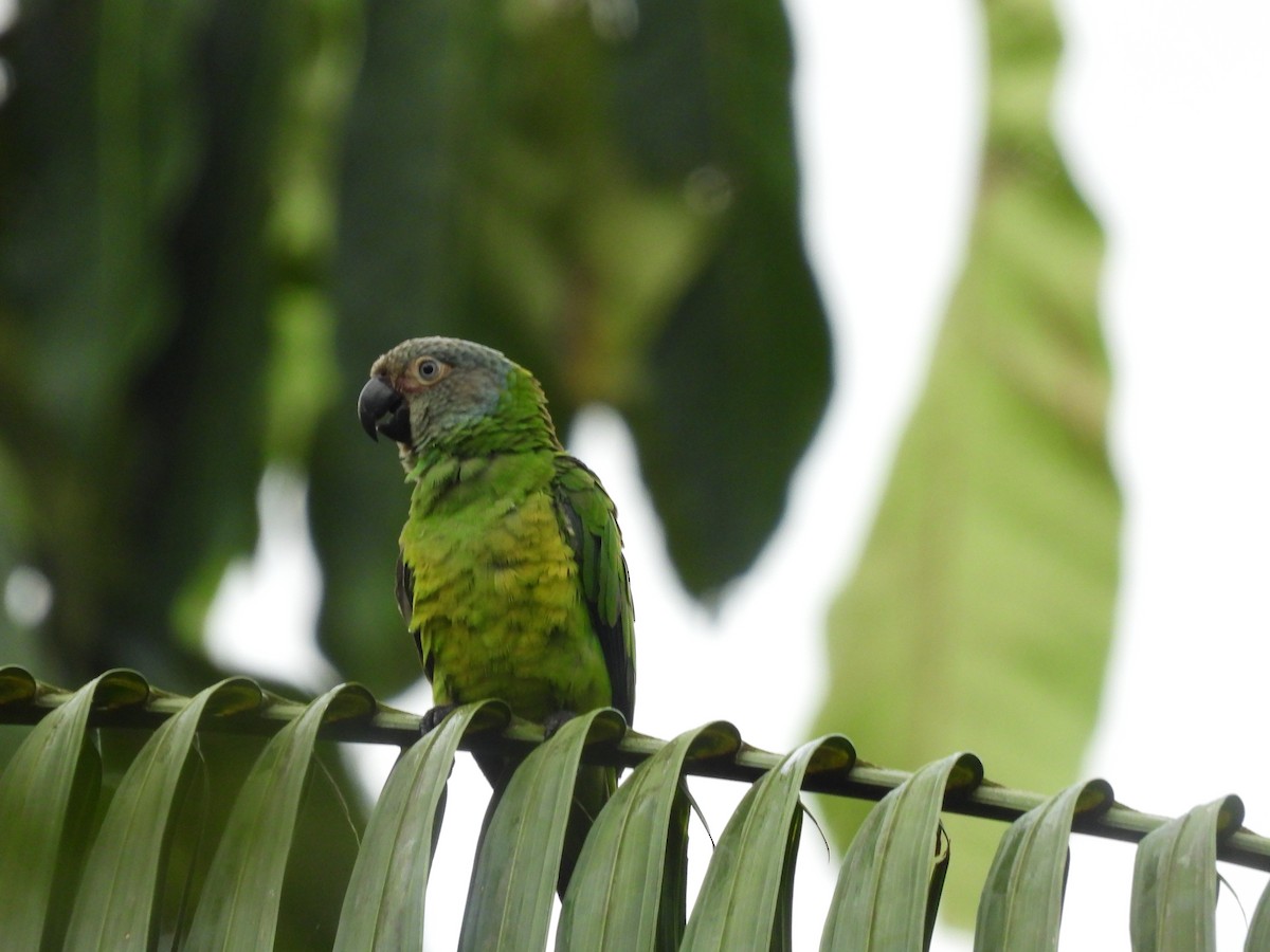 aratinga tmavohlavý - ML657848351