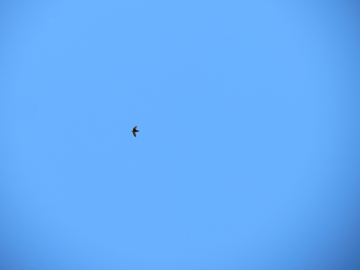 eBird Checklist - 17 May 2026 - Prudence Island, Deer Chase Run Trail ...