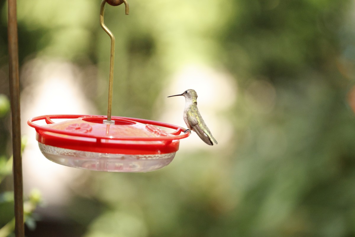 Black-chinned Hummingbird - ML657848939