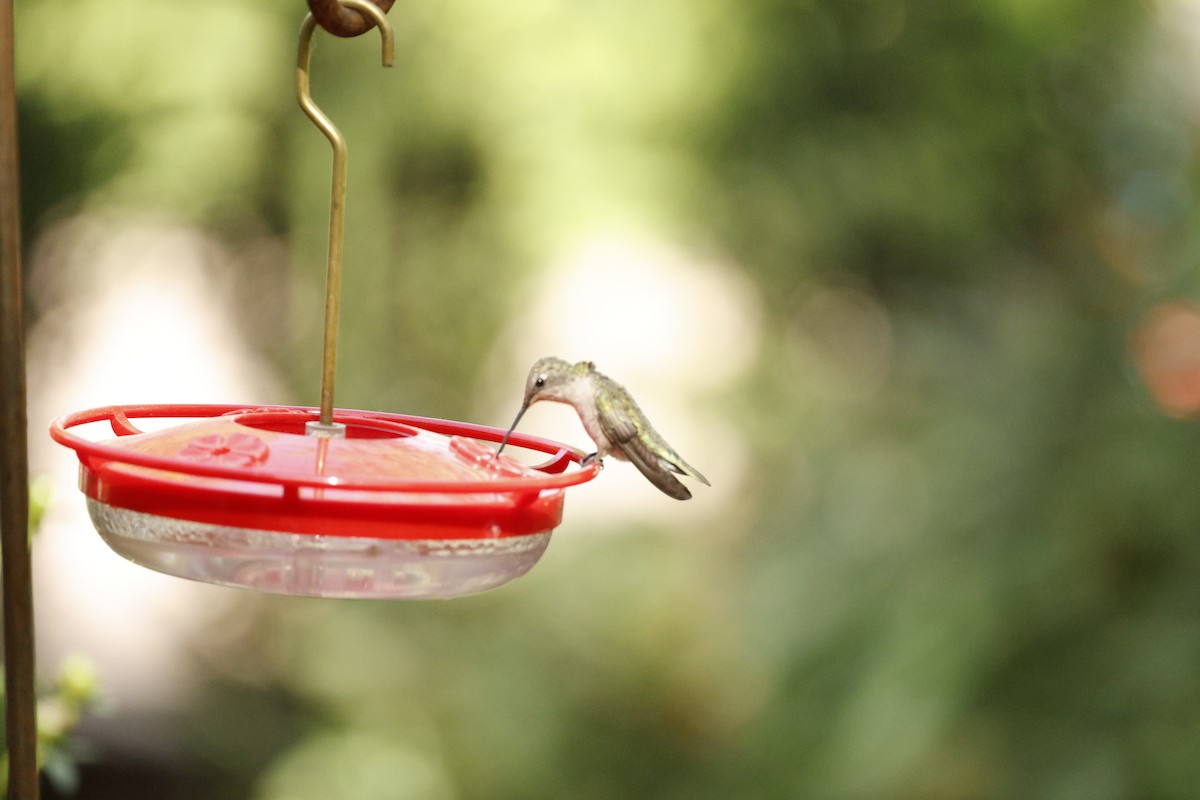 Black-chinned Hummingbird - ML657848940