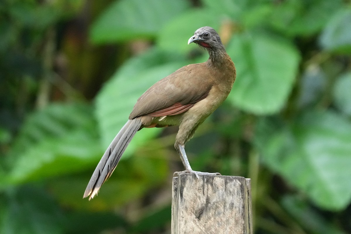 Gray-headed Chachalaca - ML657849157