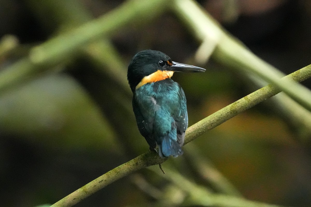American Pygmy Kingfisher - ML657849186