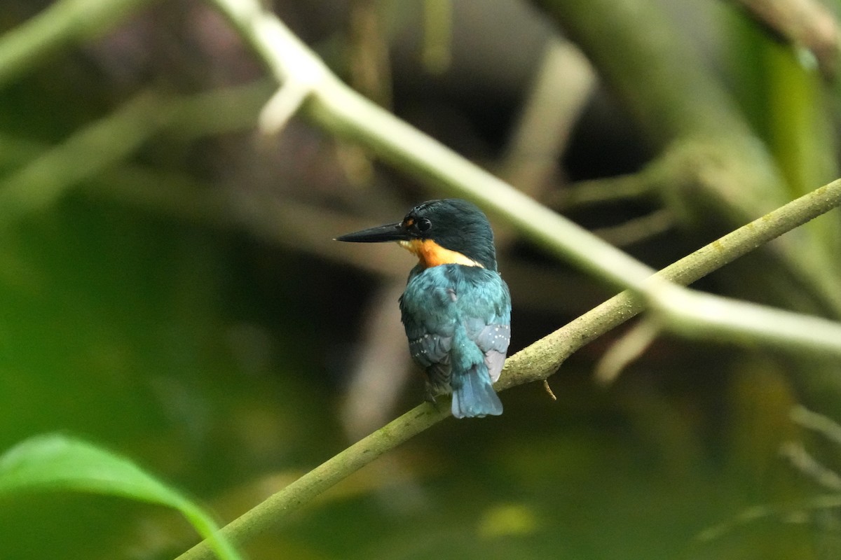 American Pygmy Kingfisher - ML657849187