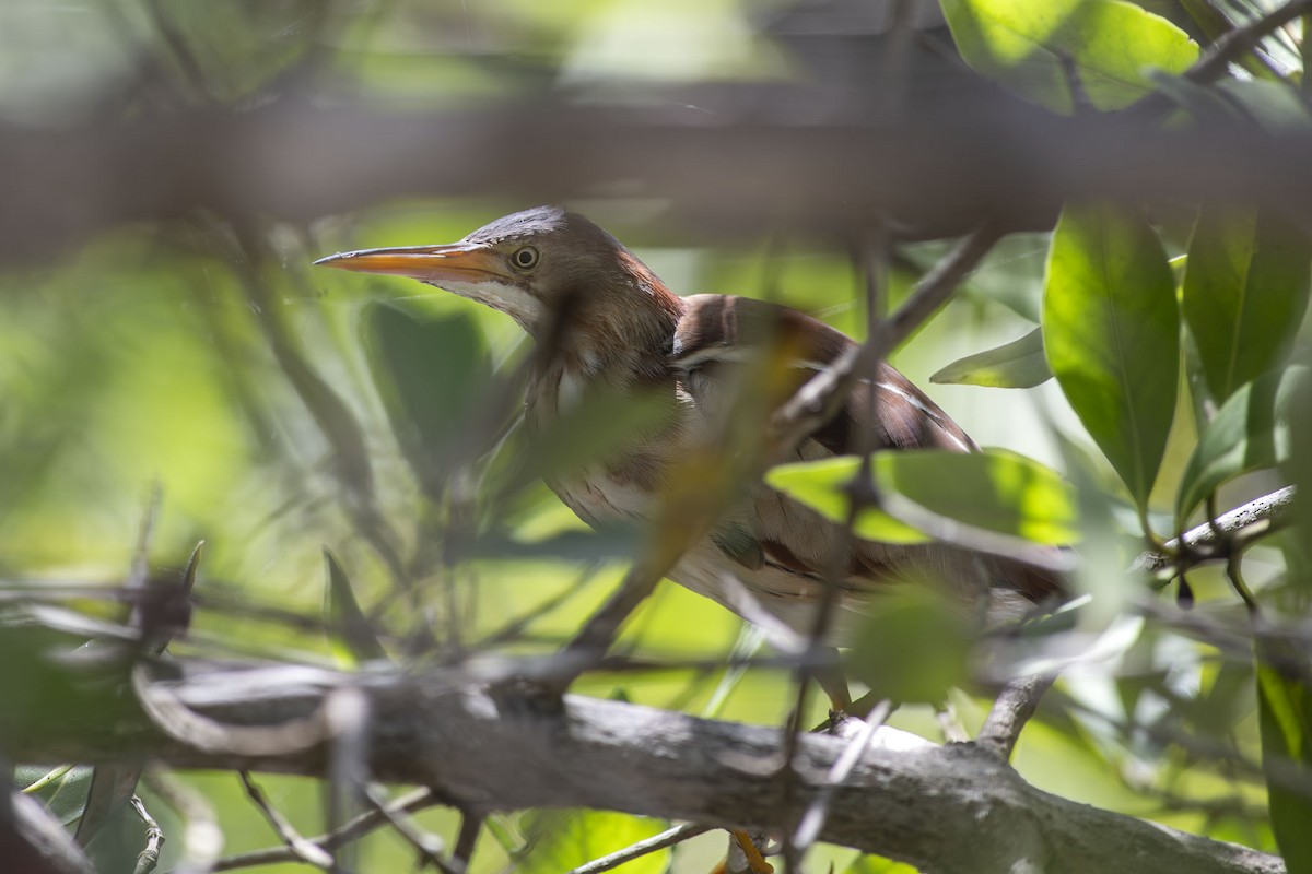 Least Bittern - ML657849195