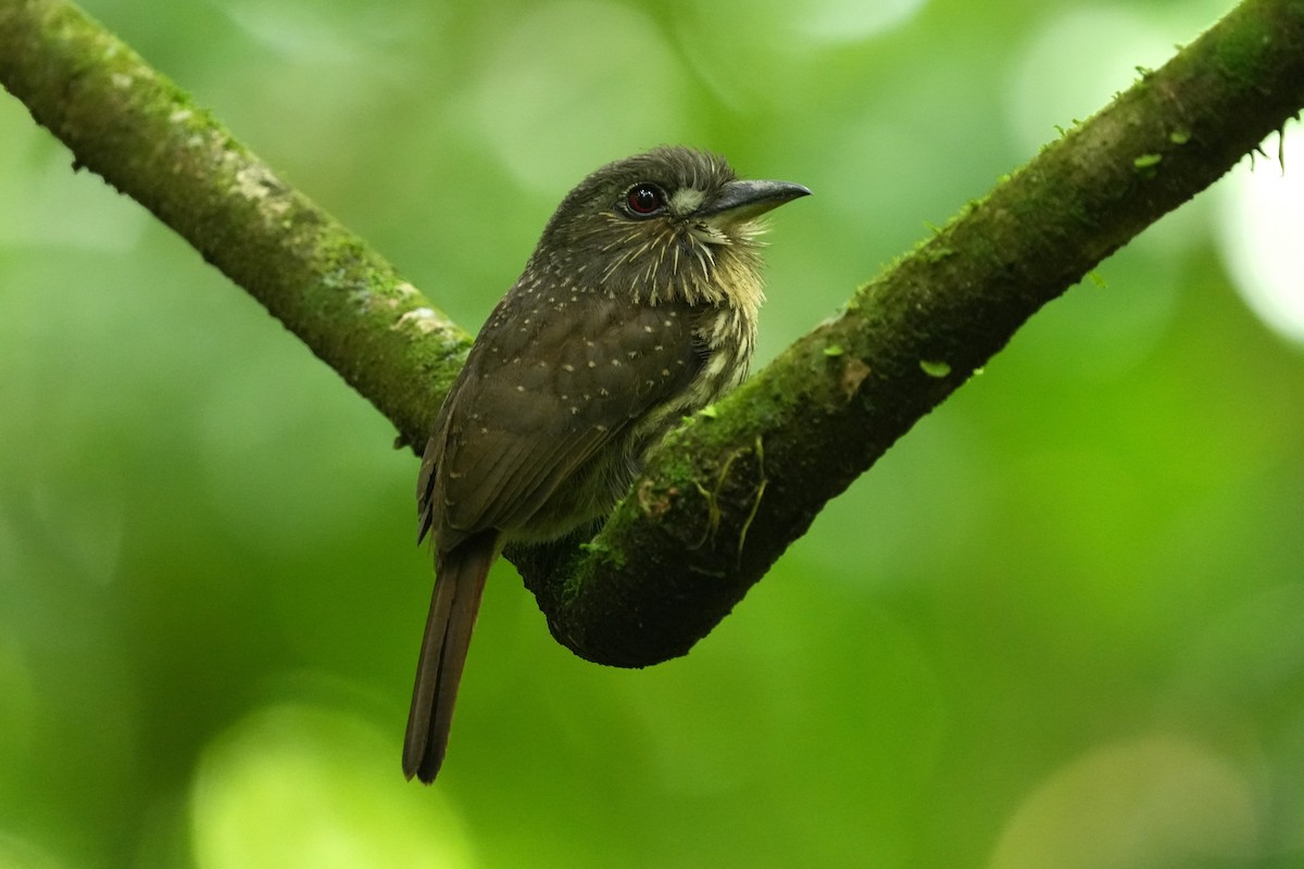 White-whiskered Puffbird - ML657849204