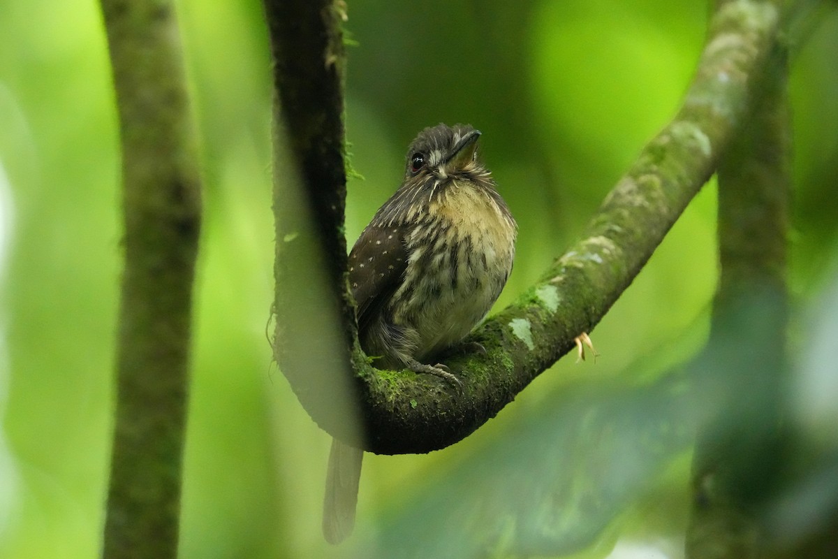 White-whiskered Puffbird - ML657849206