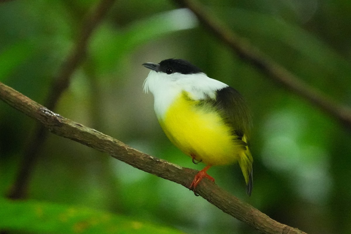 White-collared Manakin - ML657849226