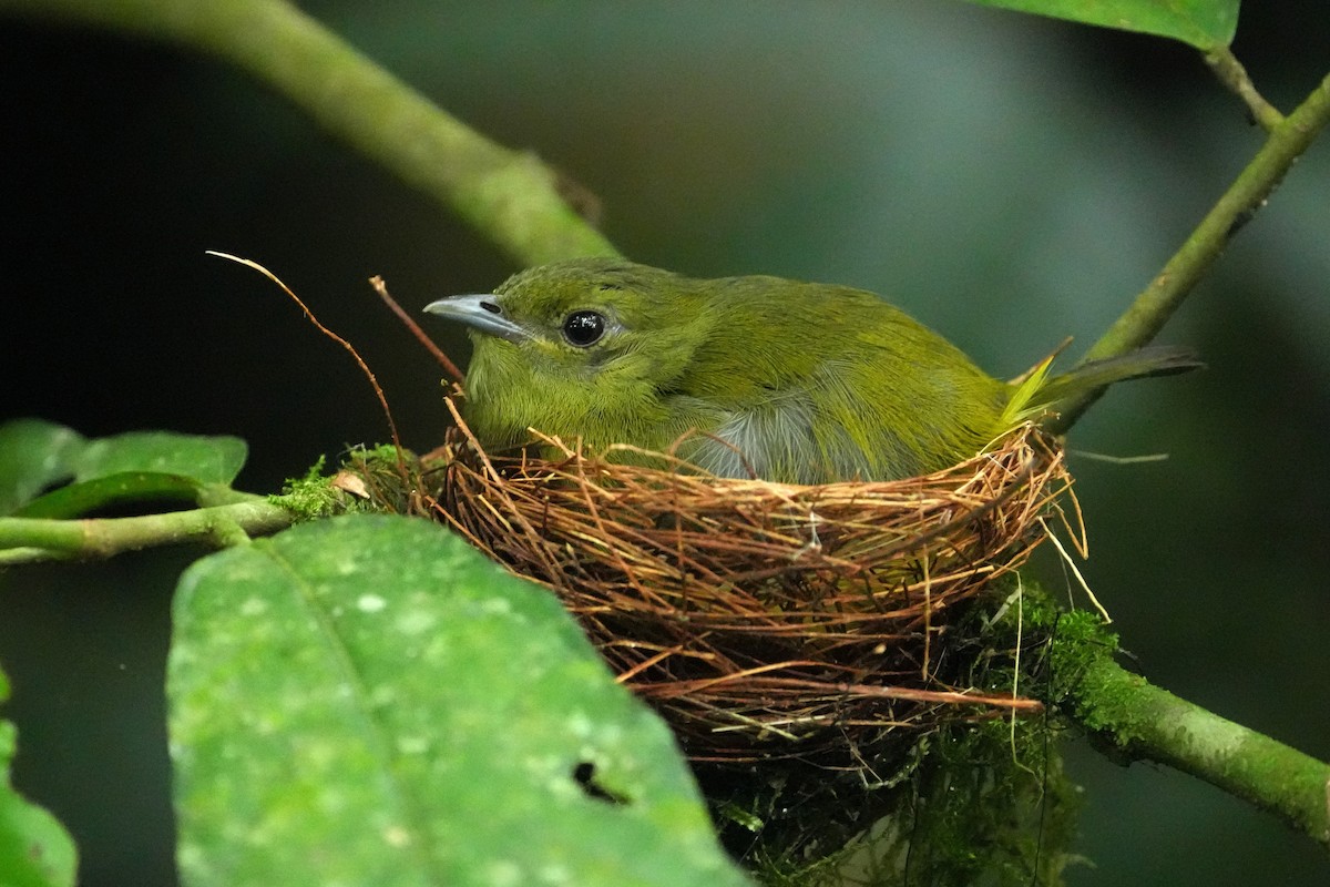 White-collared Manakin - ML657849227