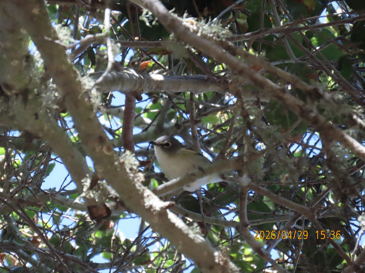 Cassin's Vireo - ML657849237