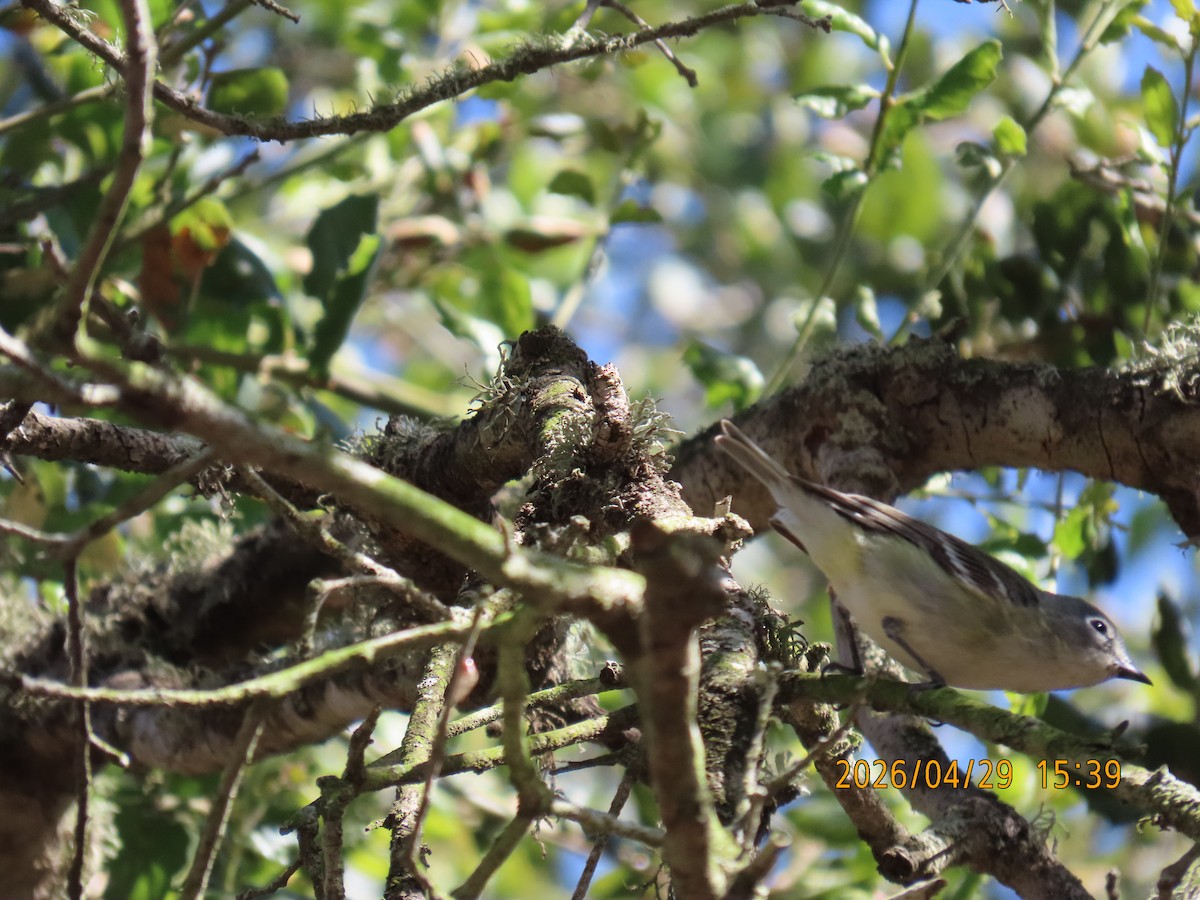 Cassin's Vireo - ML657849239