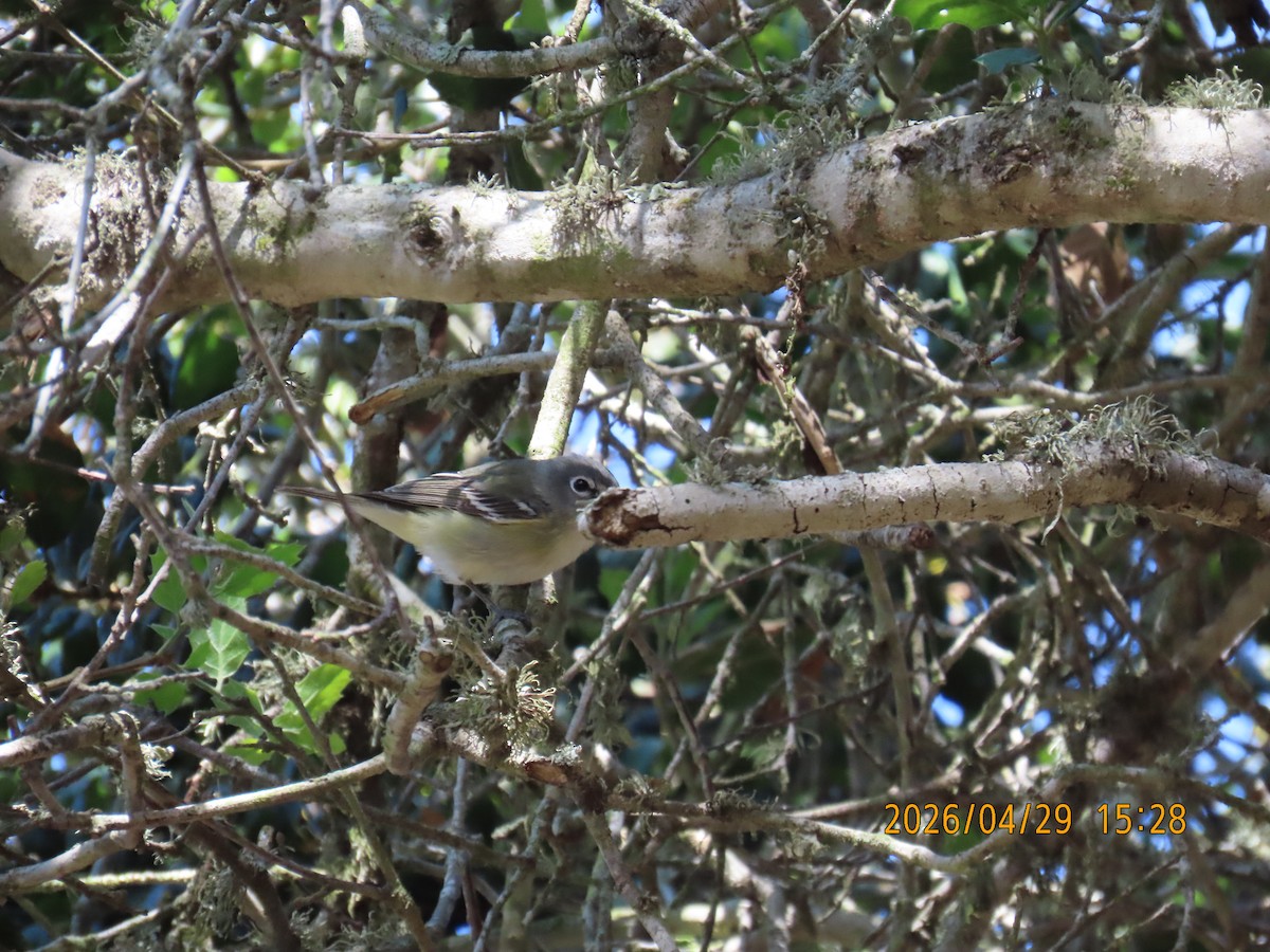 Cassin's Vireo - ML657849241
