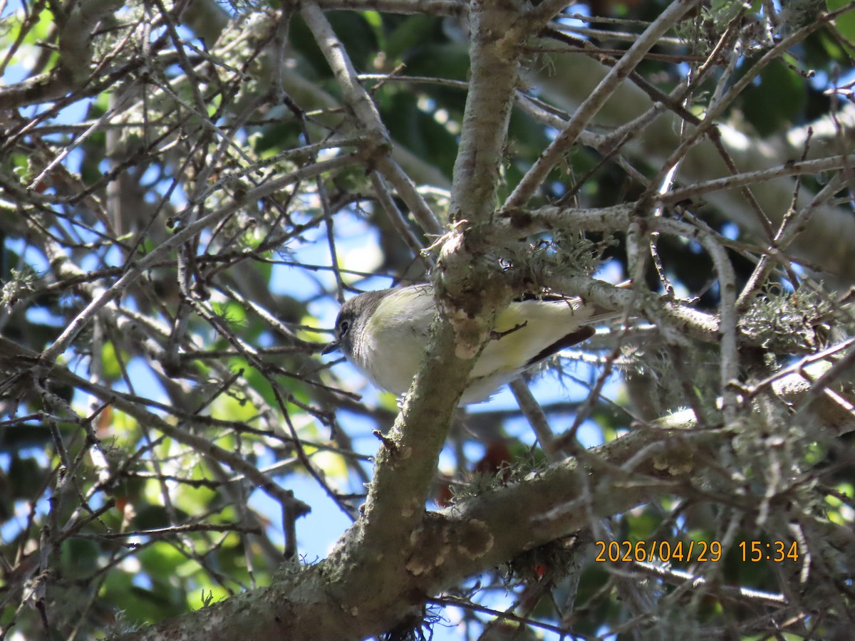 Cassin's Vireo - ML657849242