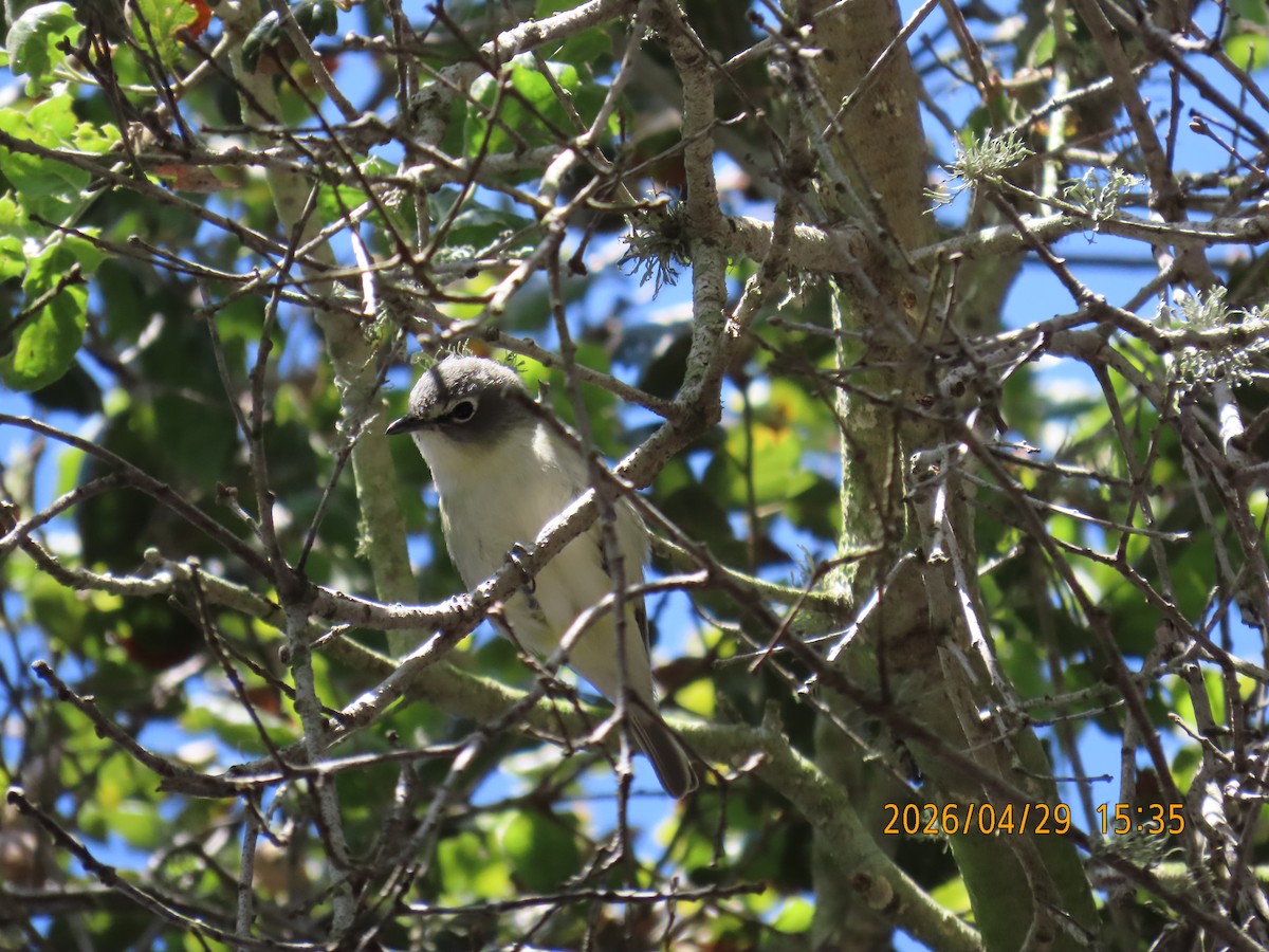 Cassin's Vireo - ML657849243