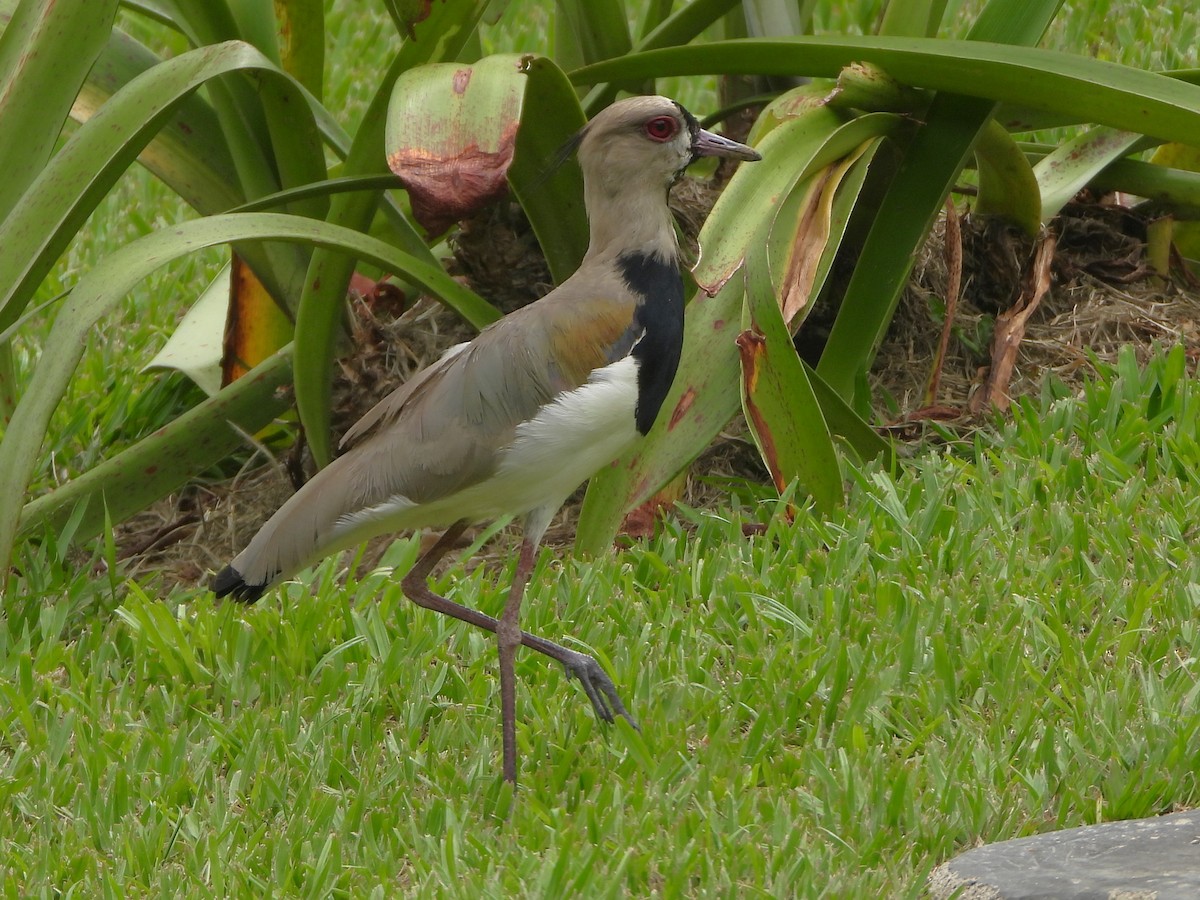 Southern Lapwing - ML657849366