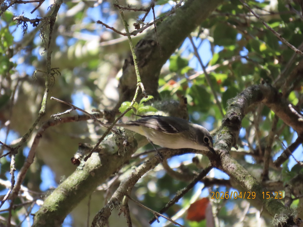 Cassin's Vireo - ML657849406