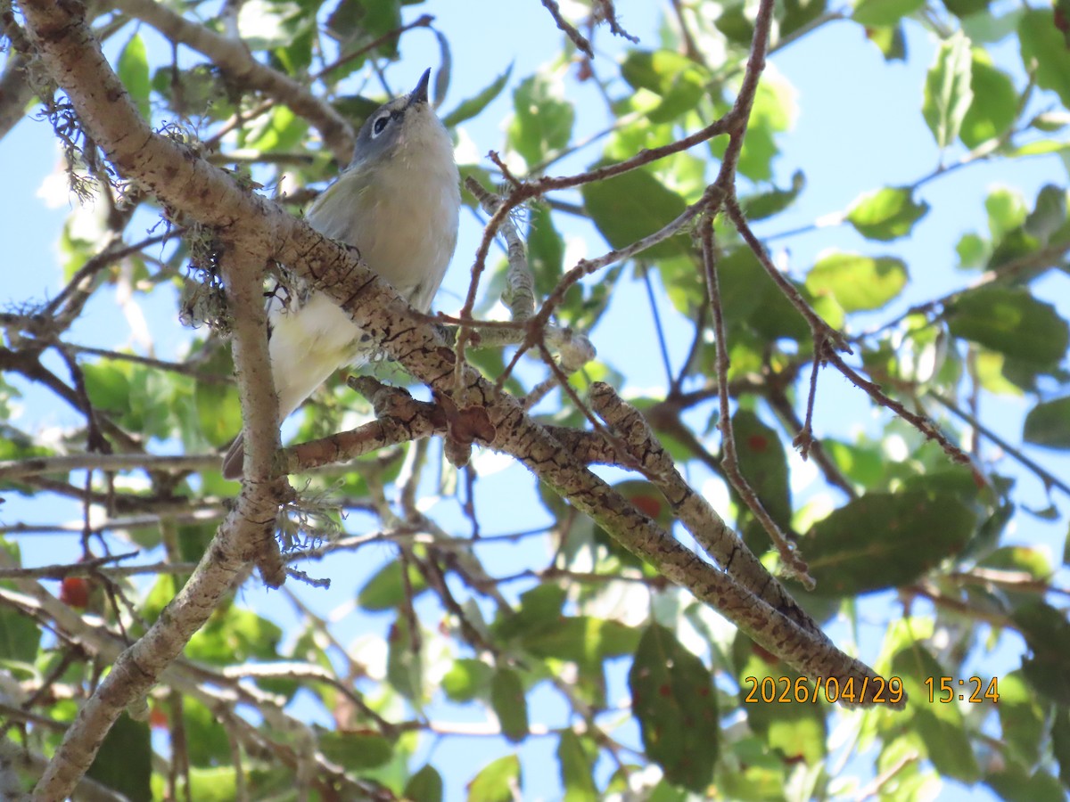 Cassin's Vireo - ML657849407