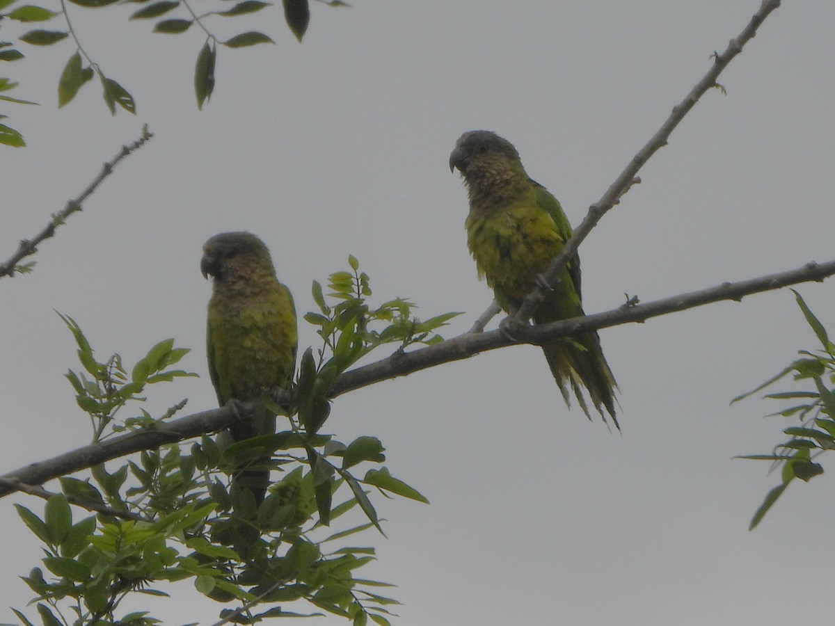Brown-throated Parakeet - ML657849431