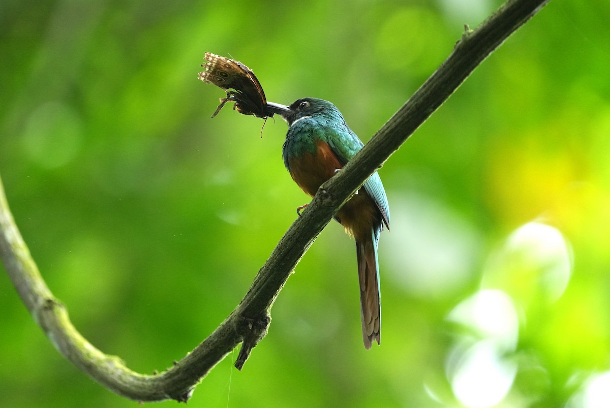 Rufous-tailed Jacamar - ML657849432