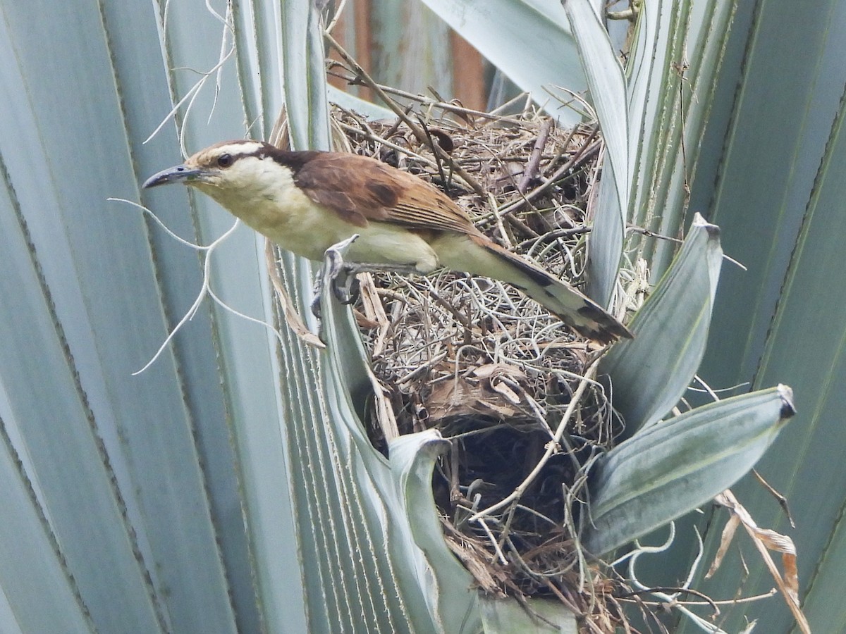 Bicolored Wren - ML657849493