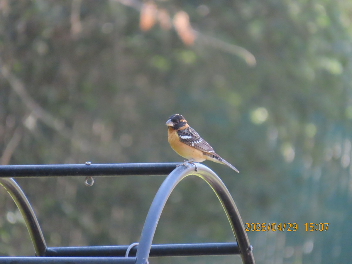 Black-headed Grosbeak - ML657849553
