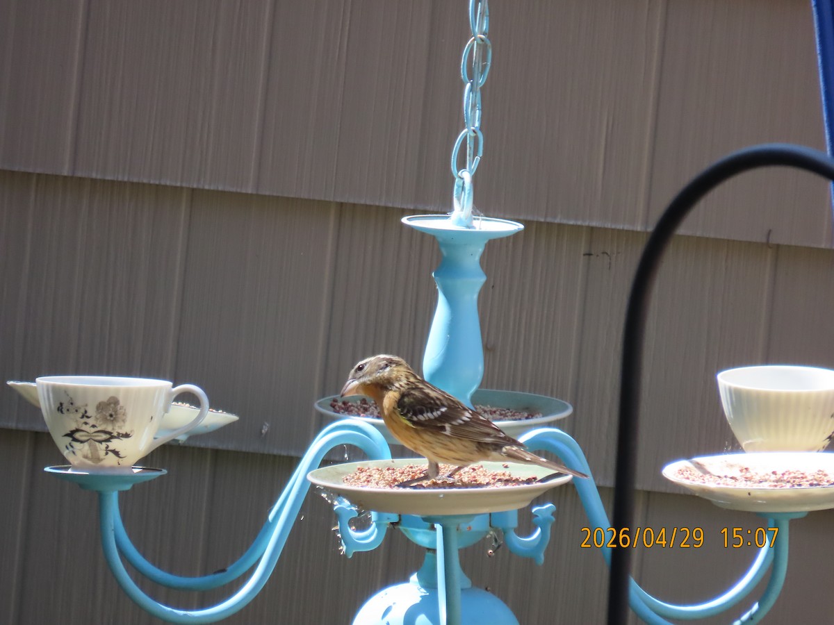 Black-headed Grosbeak - ML657849554