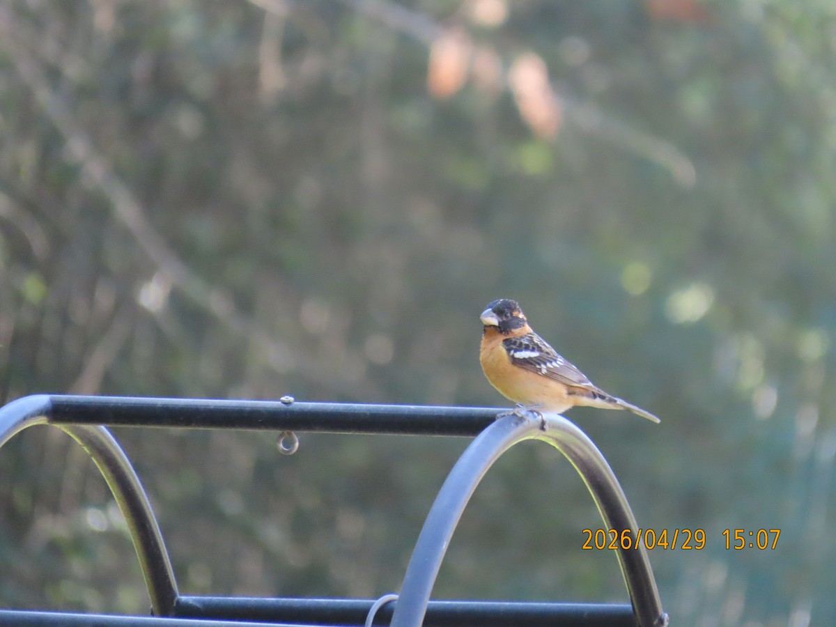 Black-headed Grosbeak - ML657849556