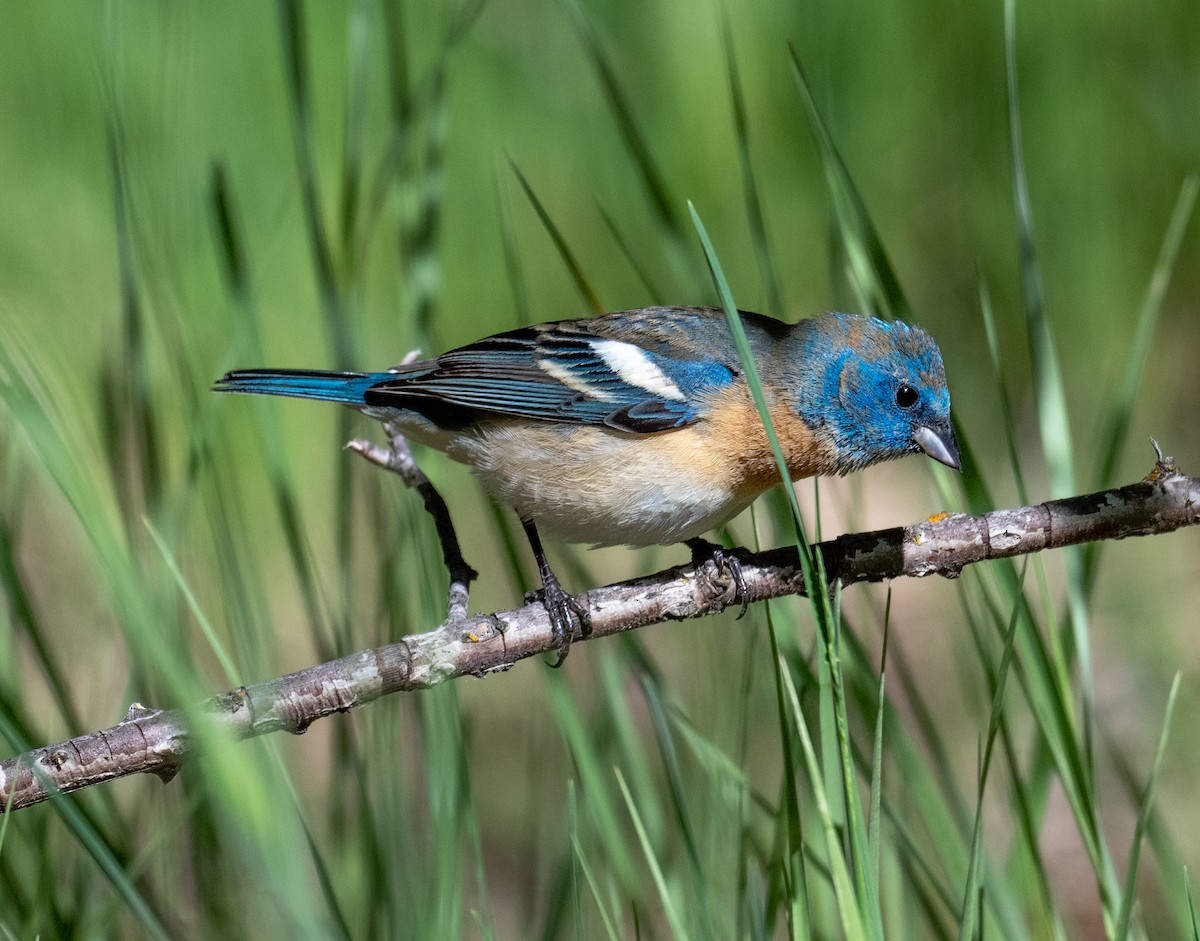 Lazuli Bunting - ML657849562