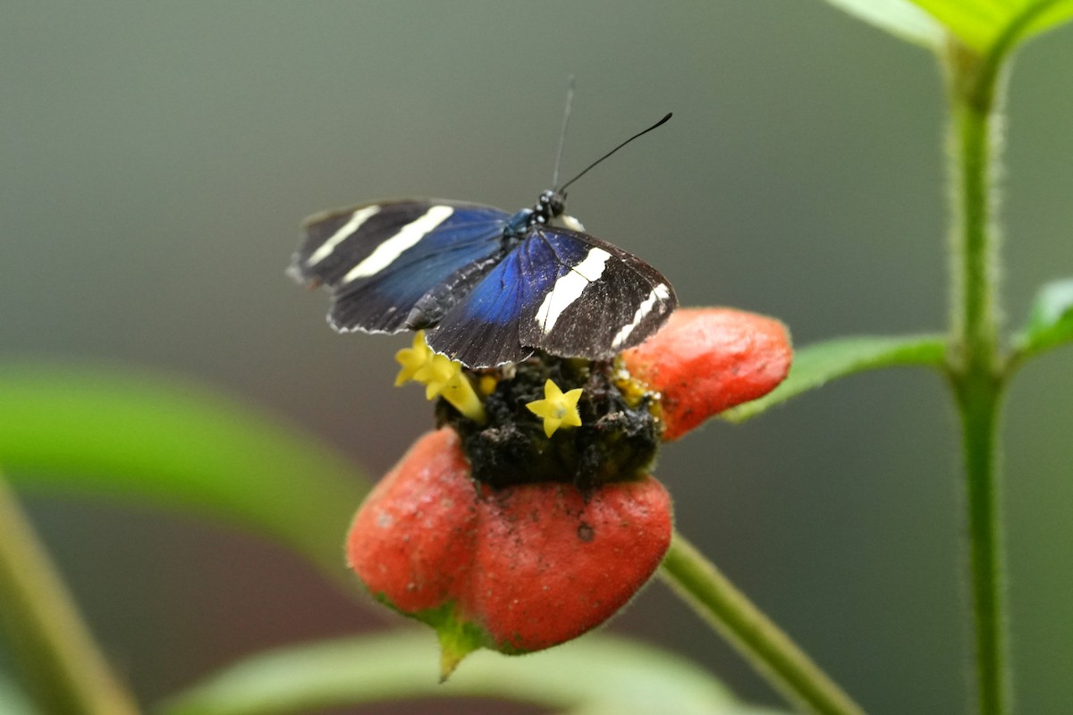 Sara Longwing - ML657849567