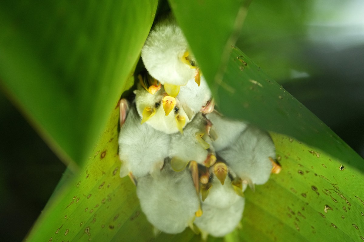 Honduran White Bat - ML657849576