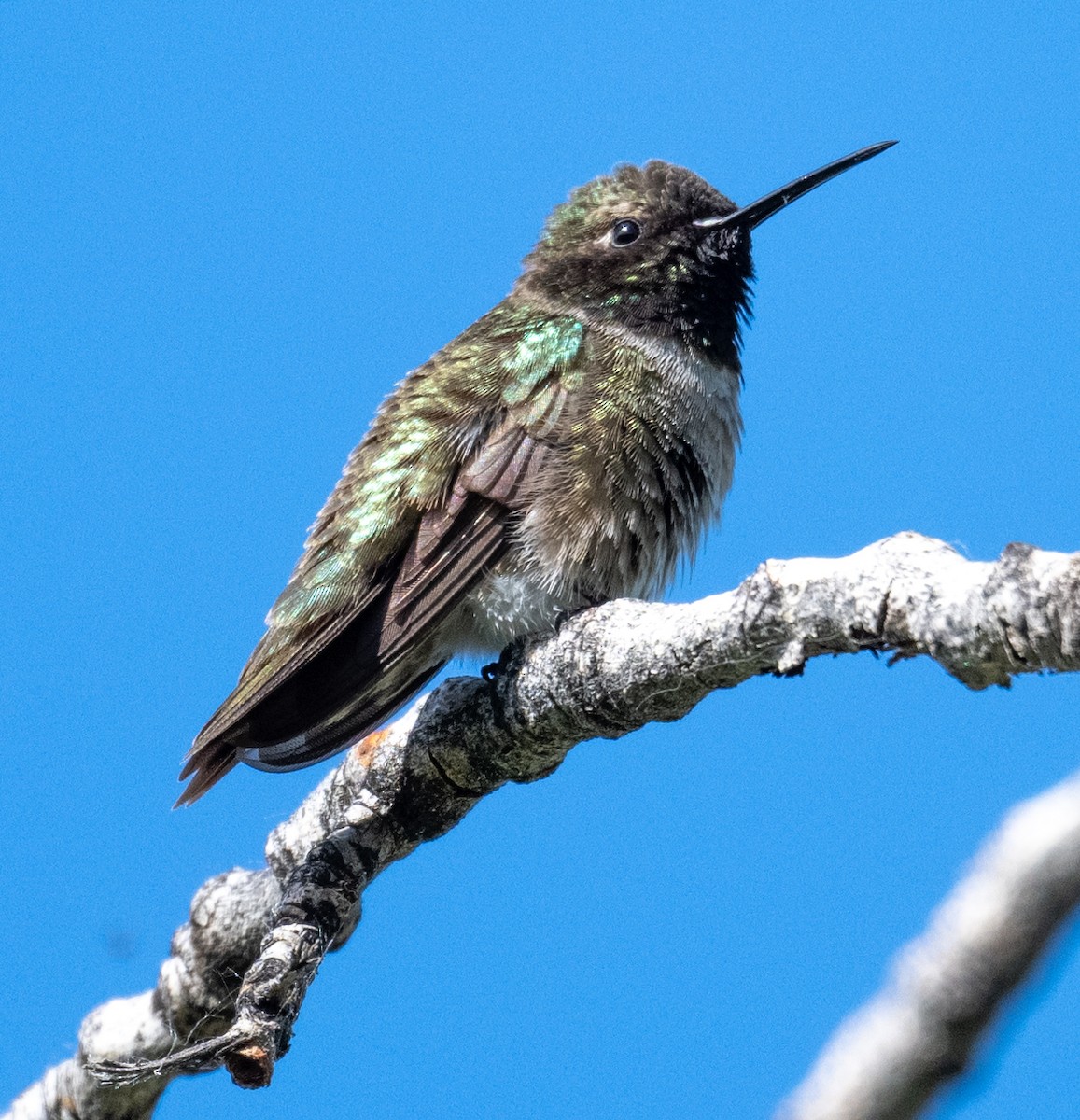 Black-chinned Hummingbird - ML657849607