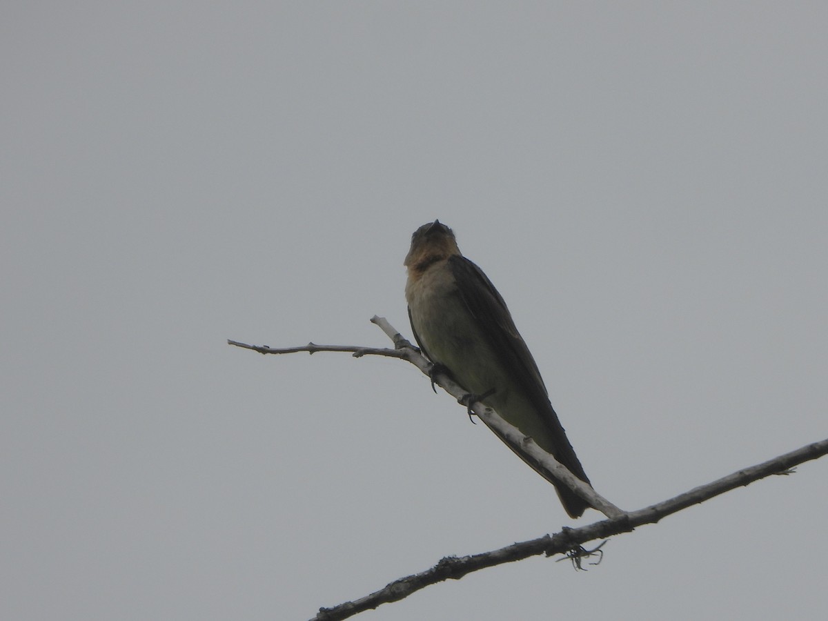 Southern Rough-winged Swallow - ML657849611