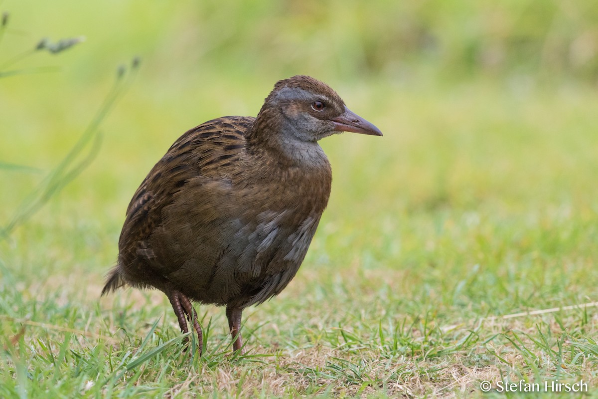 chřástal weka - ML65784971