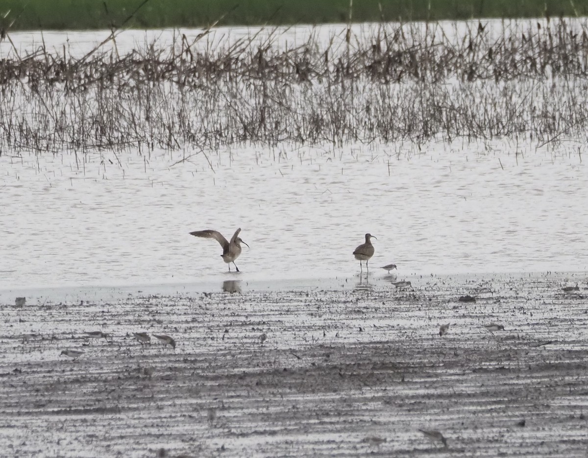 Hudsonian Whimbrel - ML657849770