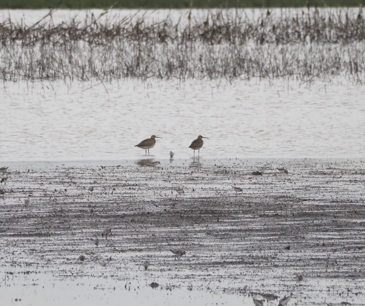 Hudsonian Whimbrel - ML657849818
